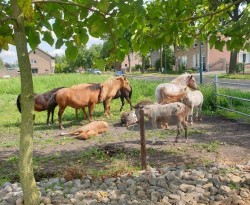 Paardjes naast de praktijk